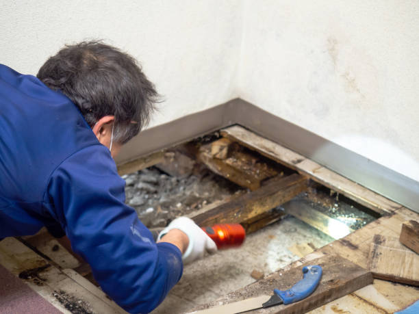 Best Emergency Mold Remediation in Wright Patterson Af, OH