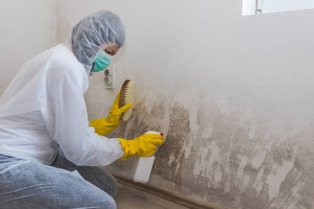 Best Commercial Mold Remediation in Wright Patterson Af, OH