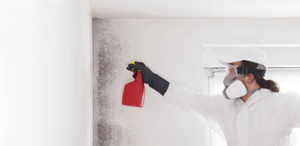 Best Attic Mold Remediation in Wright Patterson Af, OH
