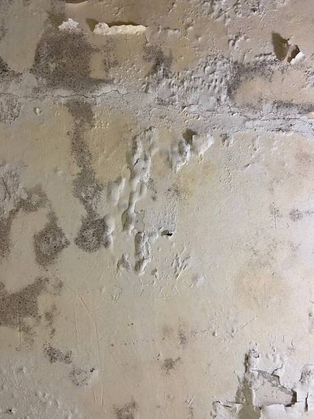 Best Crawl Space Mold Remediation in Wright Patterson Af, OH