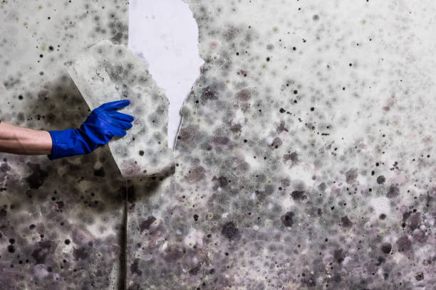 Wright Patterson Af, OH Mold Remediation Company